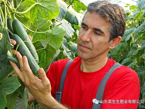 好肥就选菜生生